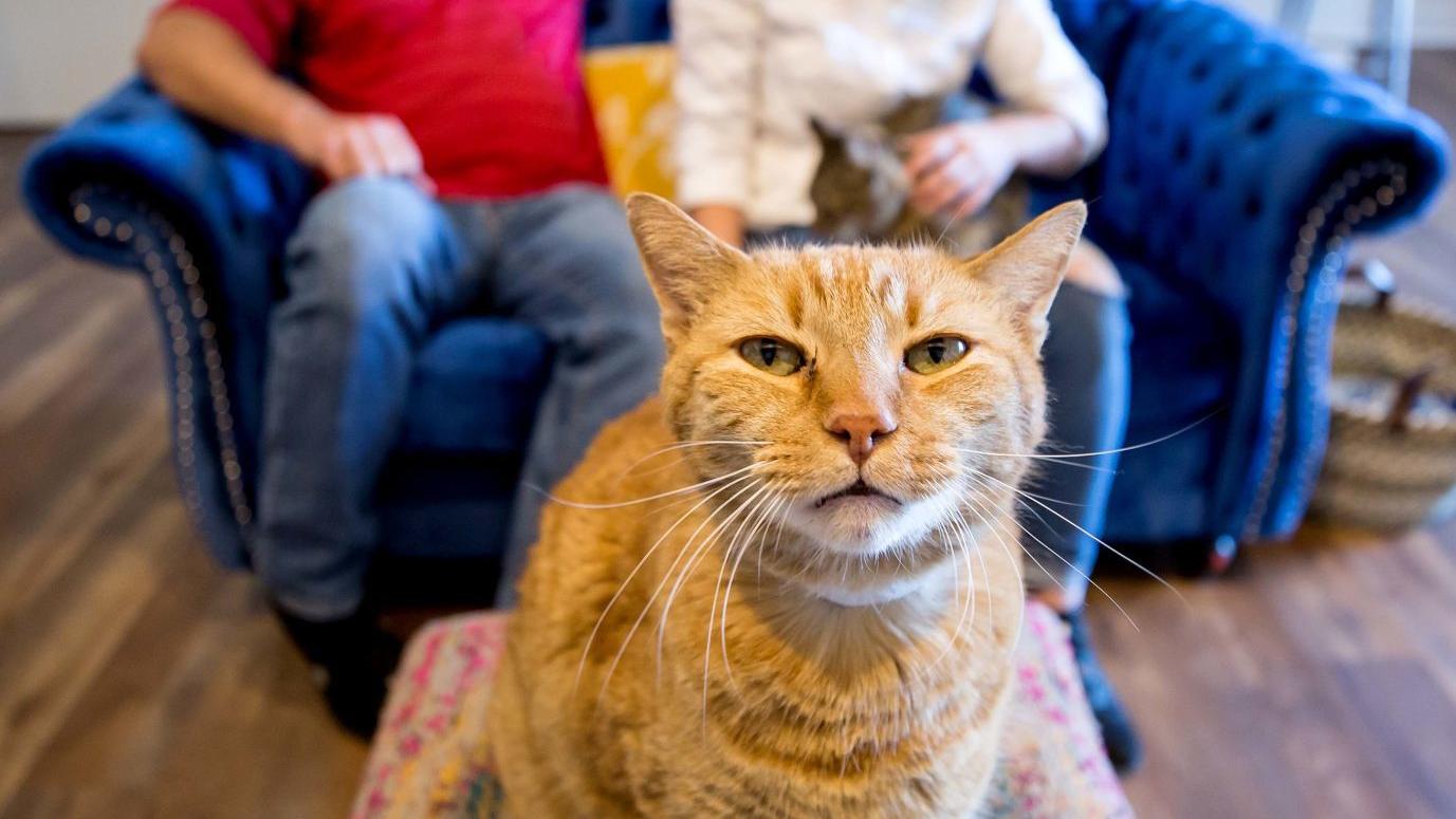 'Big city' venue comes to Tucson: A cat lounge